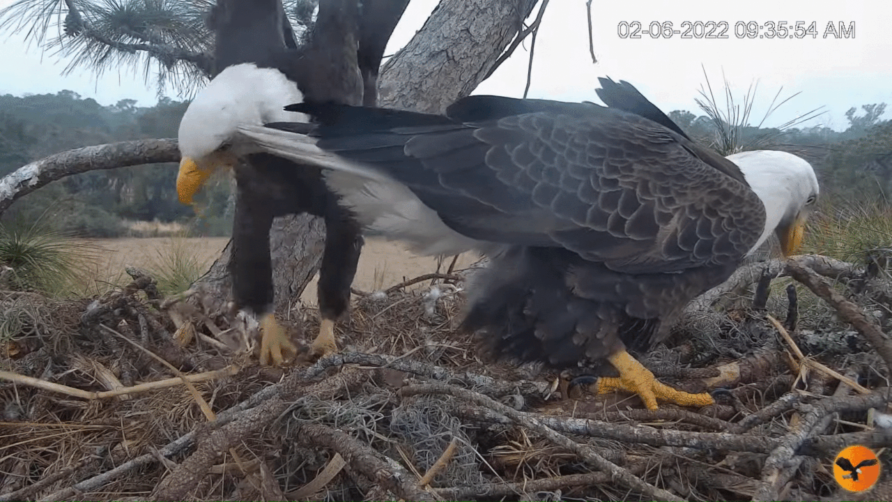 Webp.net-gifmaker (2)