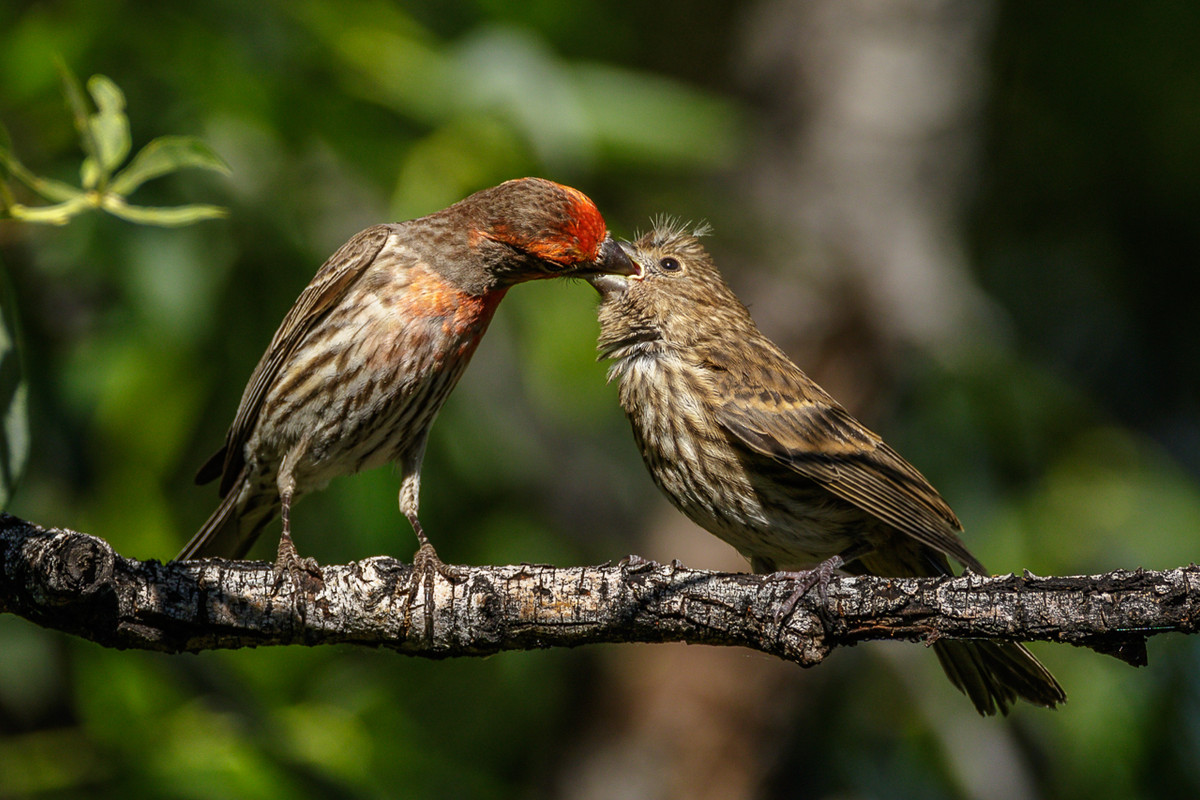 House Finch-33