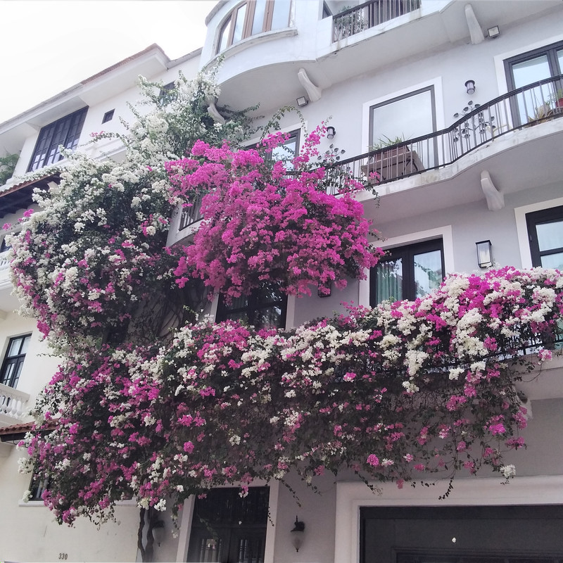 Зимовка в Центральной Америке-2024, семь стран за два месяца - не съесть, но надкусить. Зимовка в Центральной Америке-2024, семь стран за два месяца - не съесть, но надкусить.