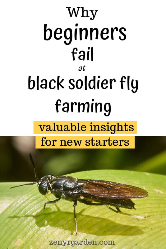 why-beginners-fail-at-bsf-farming-pin.jpg