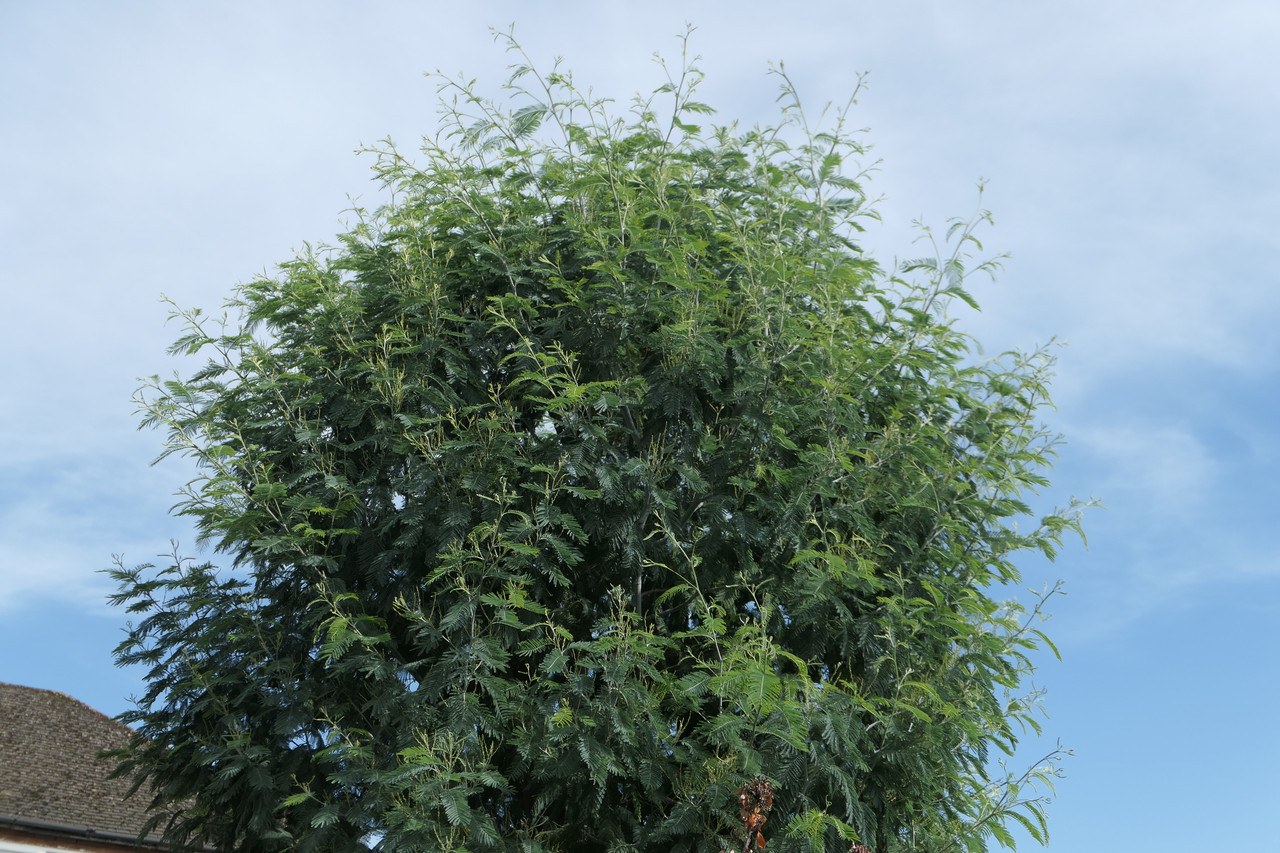 P1050093