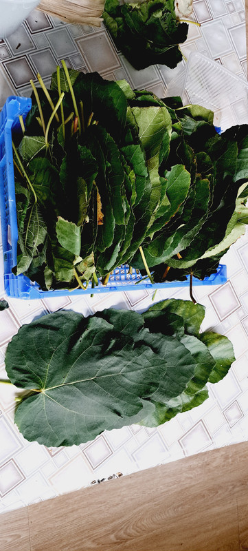 [Image: 20231024-094128.jpg]