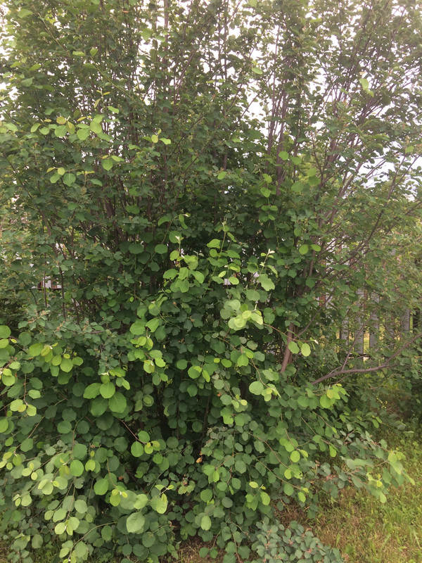 C005DF46-F803-46CE-A90A-02B786A831DC