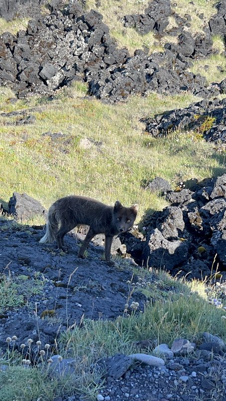 12/07/2025 RECORREMOS PARTE DE SNAEFELLSNES Y TENEMOS EL MEJOR REGALO DEL VIAJE - ISLANDIA, 21 DÍAS EN UN 2º VIAJE A LA TIERRA DEL HIELO Y FUEGO (38)