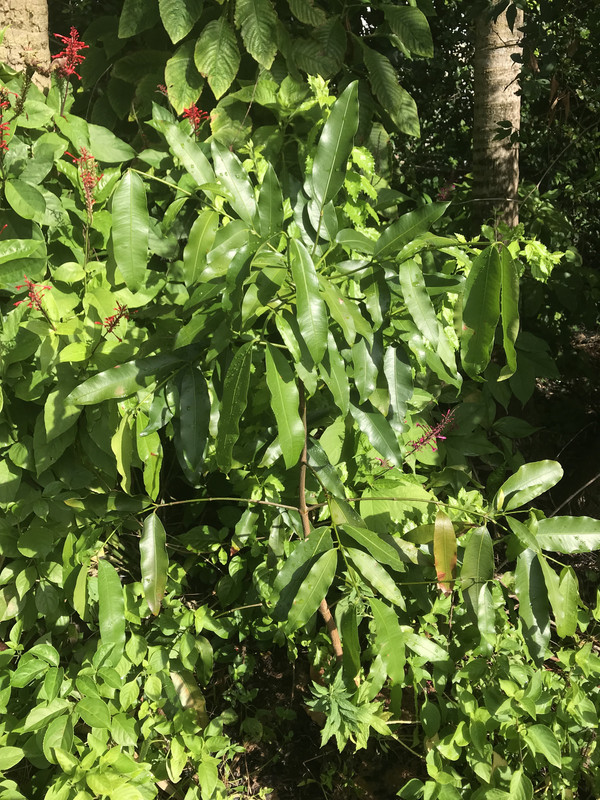 Achachairu112018