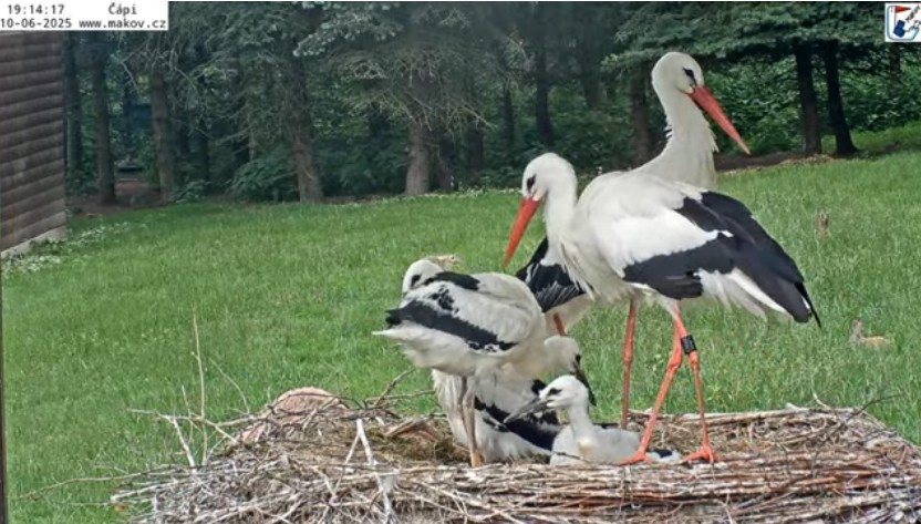 ScreenHunter_47367 Jun. 10 19.14