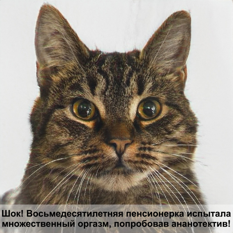 как распознать лишай у кошки