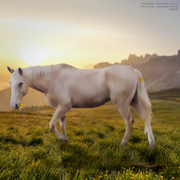 The Palomino Pony | 1000x1000