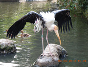 Wading Bird Lakeford Janet Goodwin