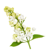 april-showers-SD-115