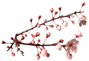 Blossom-Elements-70