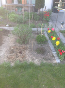 Gemüse und Kräuterbeete April 2015 (302)