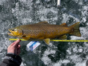 [Image: 21in-Brown-Trout-HKN-2022.jpg]