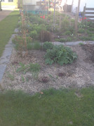 Gemüse und Kräuterbeete April 2015 (306)