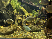 IMG-2252