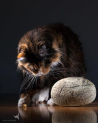 20604673_1553573034707312_7304725197487390975_n