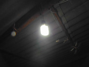 42.8.winged ants VIII