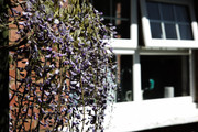 Wisteria