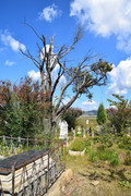 DSC-0154