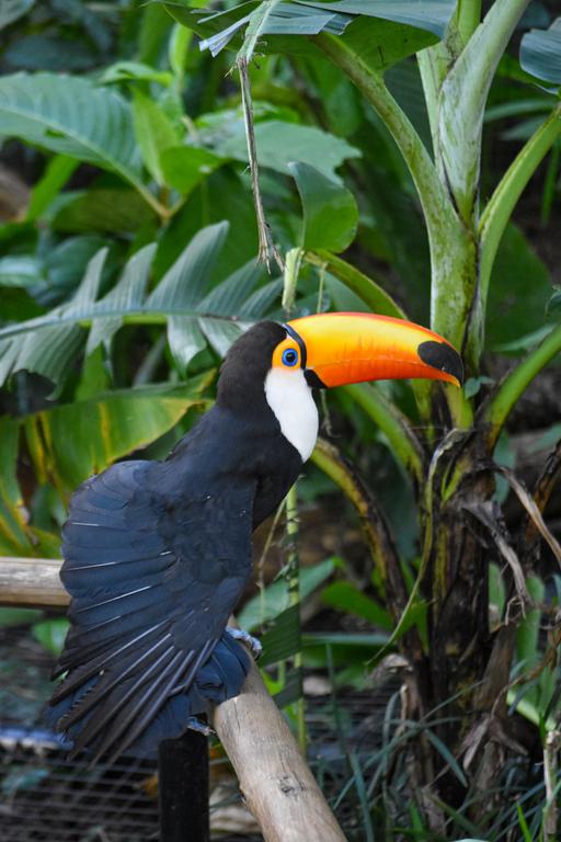 В джазе только девушки или аргентинско-бразильский калейдоскоп В джазе только девушки или аргентинско-бразильский калейдоскоп