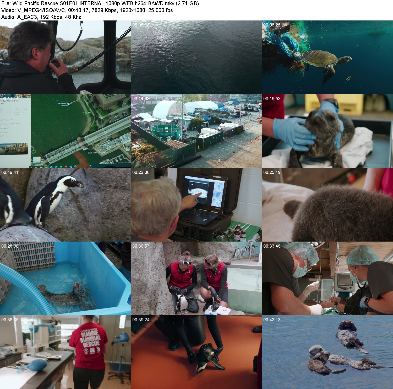 [Image: sp411chcyex4.jpg]