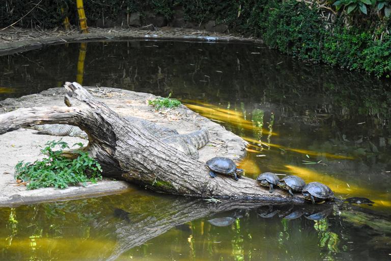 В джазе только девушки или аргентинско-бразильский калейдоскоп В джазе только девушки или аргентинско-бразильский калейдоскоп