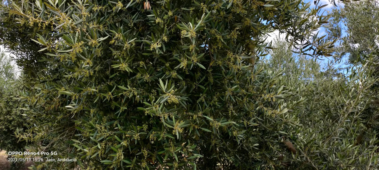 Seguimiento evolutivo finca de secano en Jaén - Página 3 PHOTO-2021-05-11-18-50-56-2-1