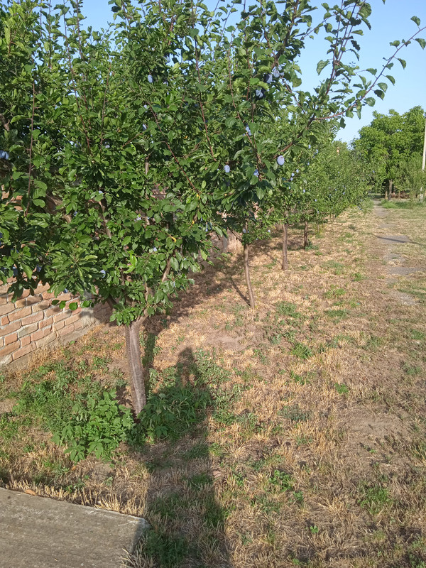 IMG-20250725-181313-1.jpg