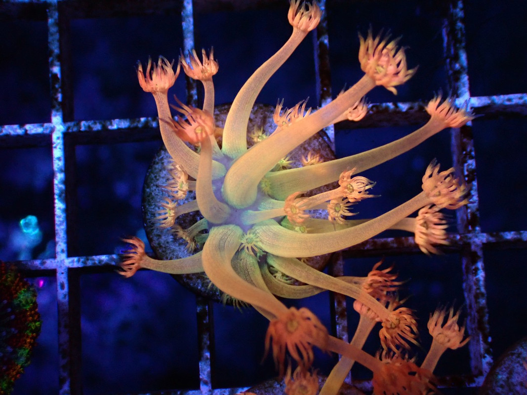 BROAQUA 布魯水族 珊瑚水族零售_照片_20240320_12