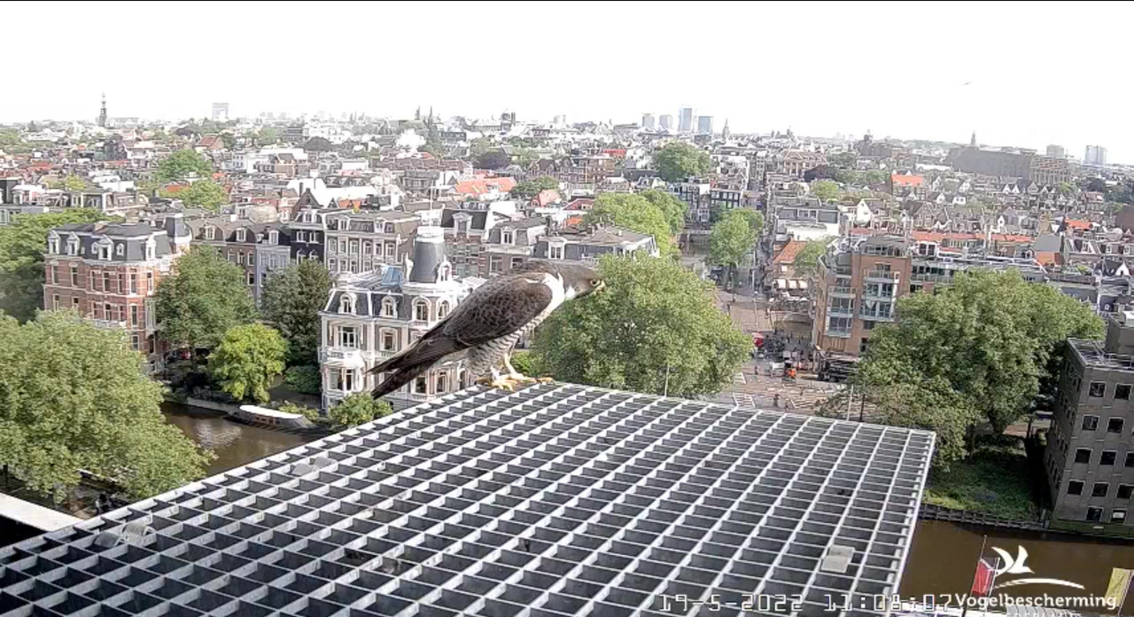 Amsterdam/Rijksmuseum screenshots © Beleef de Lente/Vogelbescherming Nederland - Pagina 3 Video-2022-05-19-111510-Moment-3