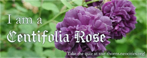 I am a Centifolia Rose!