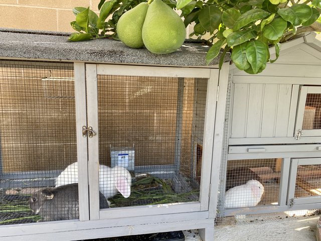 [Image: 8550-A469-6166-42-FD-89-D2-CEEC38-F99097.jpg]