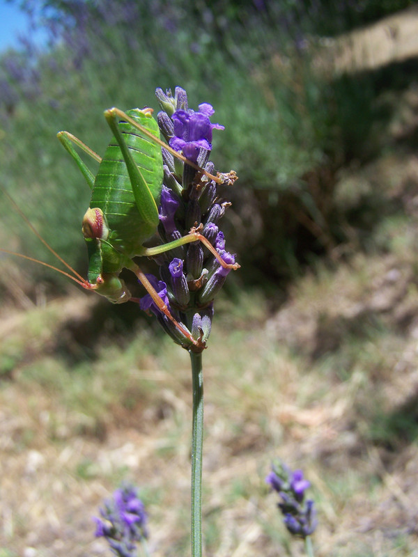 Barbitistes fischeri lbxj 160619 (1)