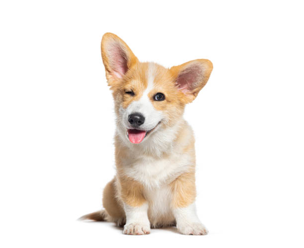 Modern Pet Food Container