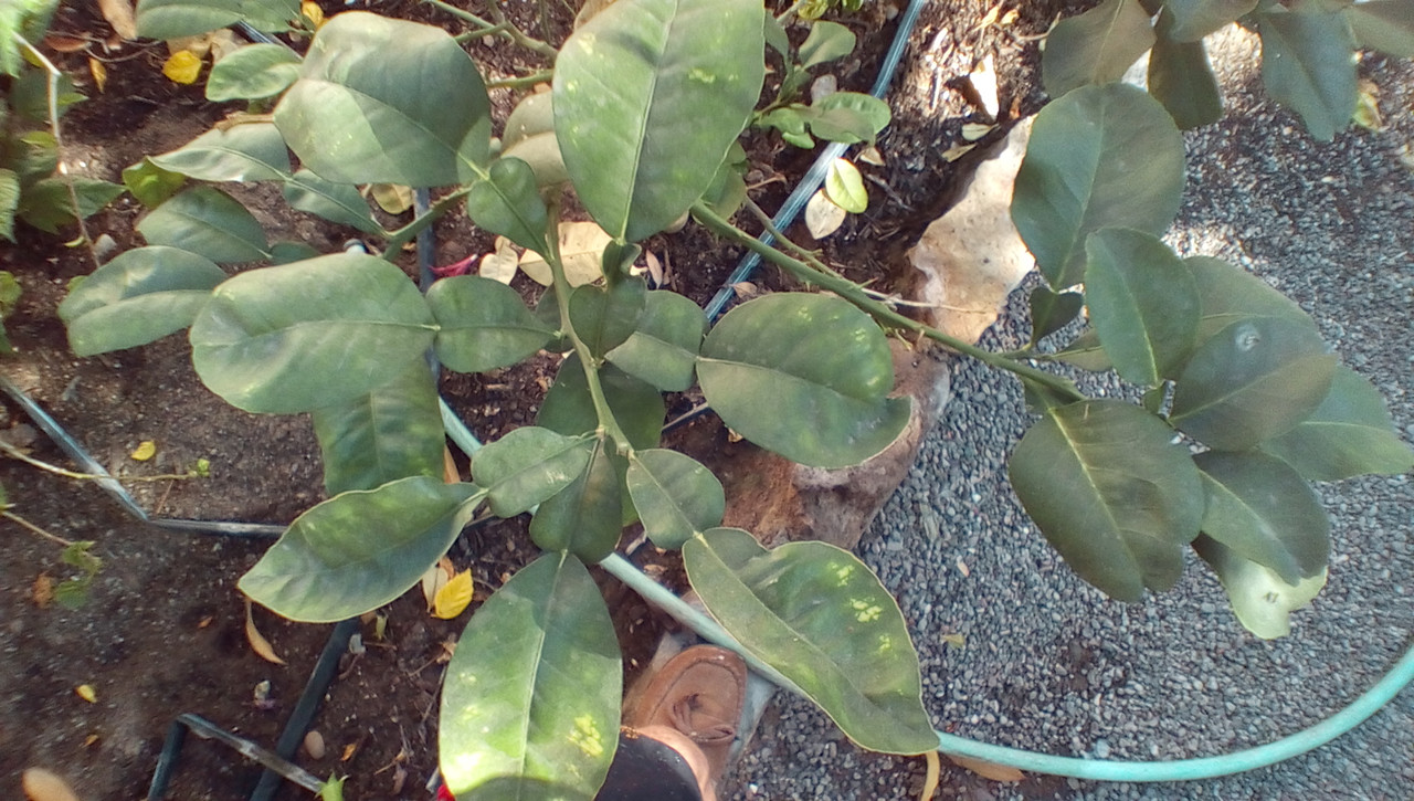 IMG_20171004_0953247_rewind