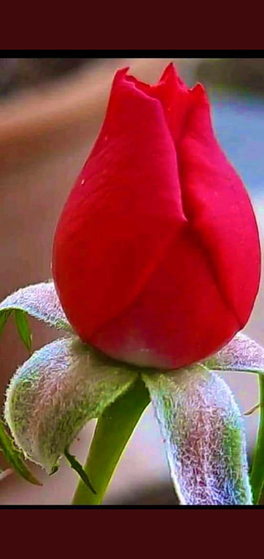 Screenshot_٢٠٢١٠٤٠٩-١٢٣٥١١