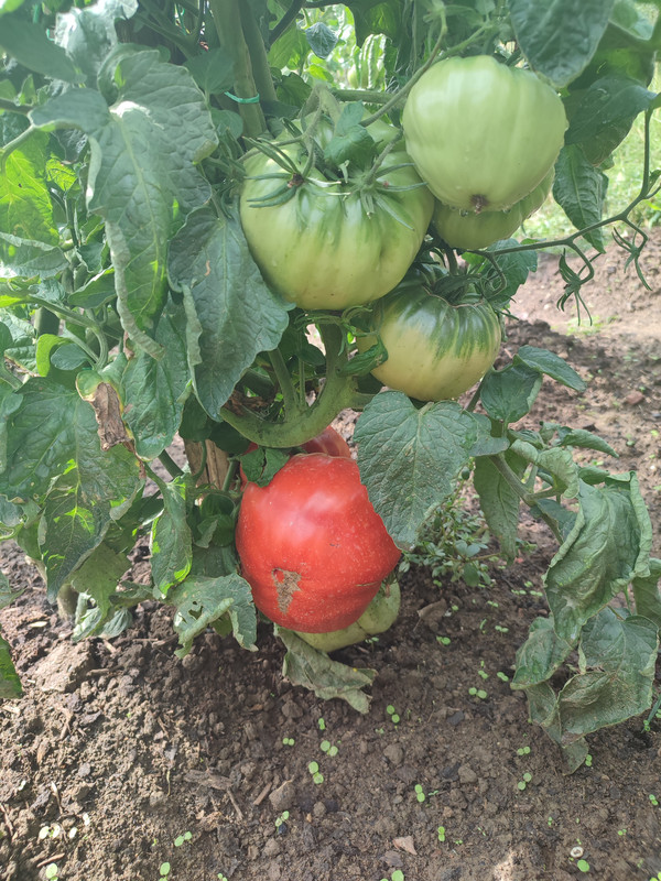 [Слика: IMG-20220824-112133.jpg]