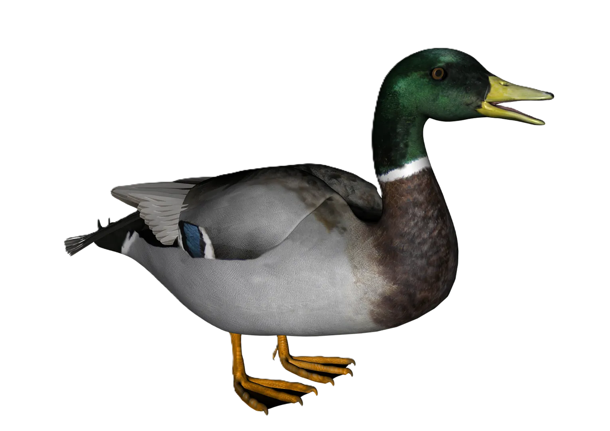 pato