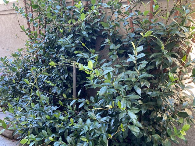 [Image: 5-CDED54-C-CED2-4-FA8-BD4-C-7-EE112692-F2-B.jpg]