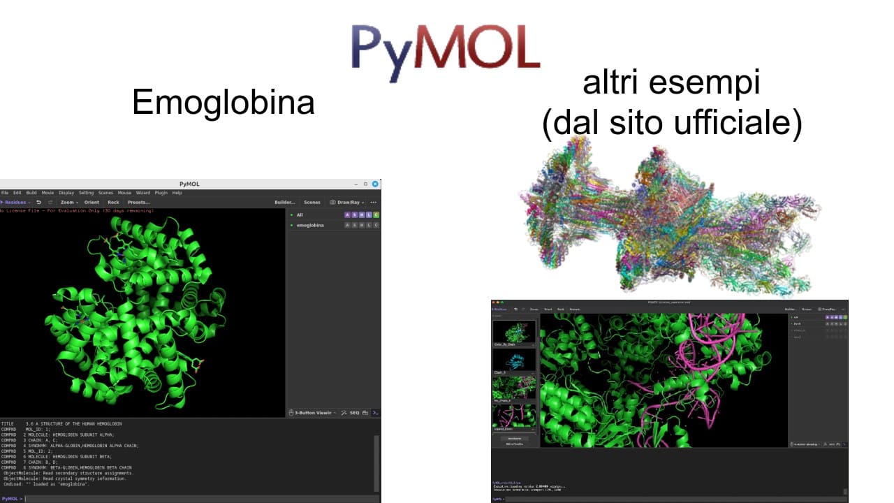 pymol-emoglobina-altri-esempi