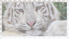 made by @transmascgarfield on tumblr