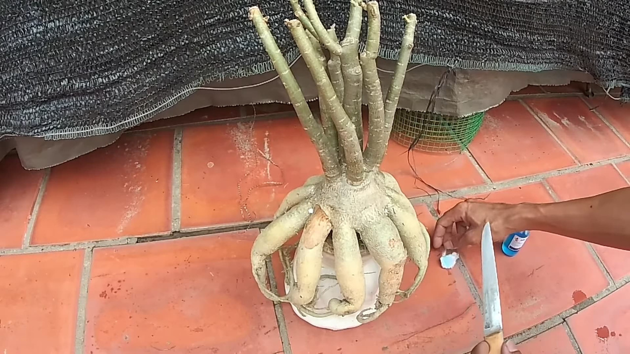 cut-off-branches-adenium.jpg