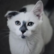 https://i.postimg.cc/Wb9pqSpF/ezgif-496da345189e6d.jpg