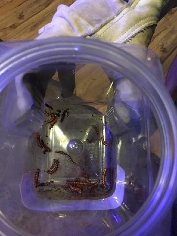 Caterpillar of Death