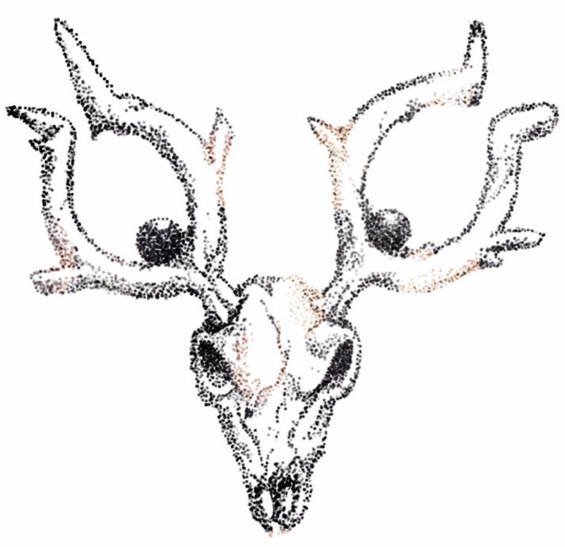 stantler-skull-2.jpg