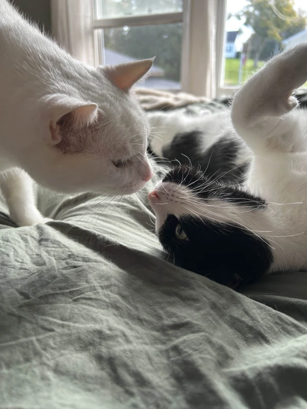 White - Coconut, Tux - Pixie