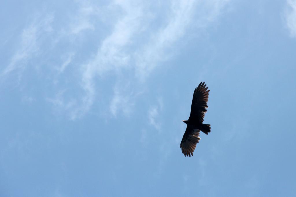 DIA 3: CANALES, COLINAS Y TORTUGAS - DE TORTUGAS Y PEREZOSOS. COSTA RICA 2019 (49)