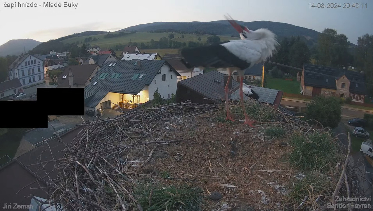 Tiešraides kamera — Mladé Buky — stārķa ligzda 15-33-17 screenshot