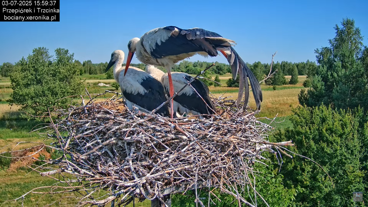 03072025bociany43