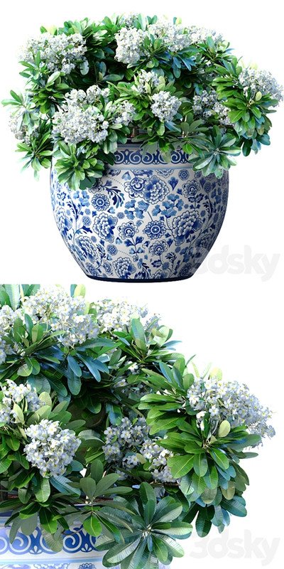 Bouquet of white flowers in a potted vase for decoration